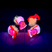 Load image into Gallery viewer, Pyramid Lake Cyclops Popcorn Beetle Fly (4-Pack)